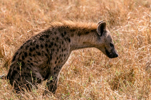 Preview: Hyena Wild Wildlife Animals Walking Maasai Mara National Reserve Park Narok