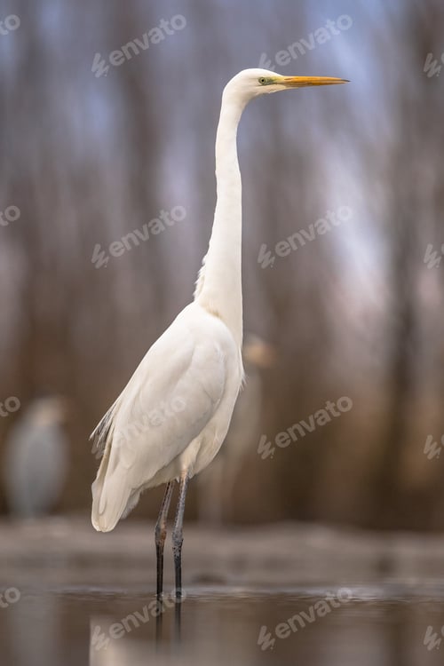 Preview: Great white Egret at lake