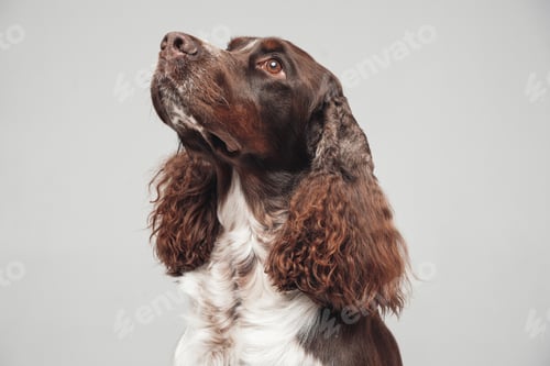 Preview: Purebred english springer doggy with curly brown white fur