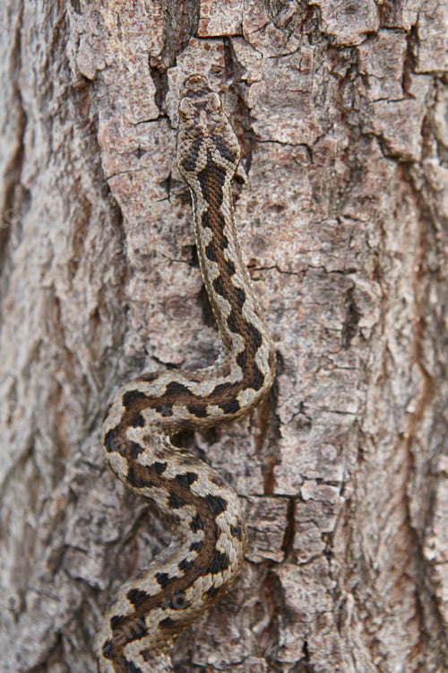 Preview: Snake camouflage. Vipera aspis detail on a trunk surface. Vertical