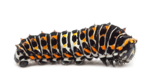 Preview: Caterpillar of the Old World Swallowtail, Papilio machaon, against white background