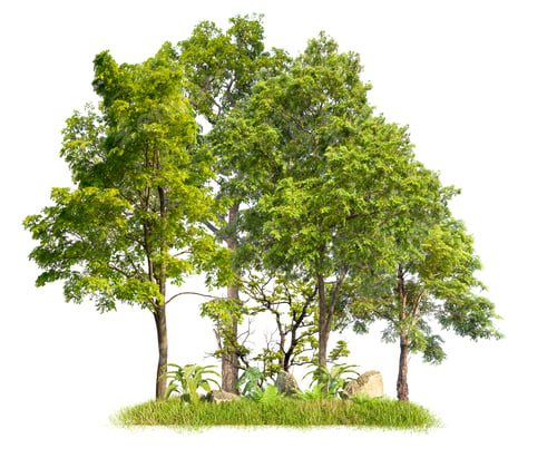Preview: Isolated small forest on white background