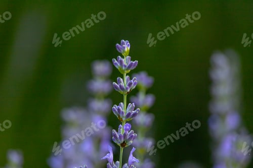 Preview: Lavender field in the Appalachian Mountains