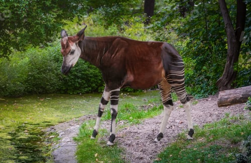 Preview: Beautiful Okapi standing (okapia johnstoni)