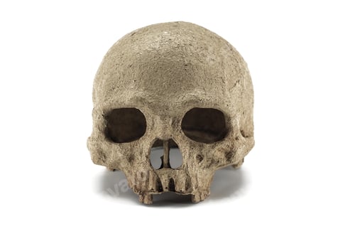 Preview: Halloween human skull isolated on white background