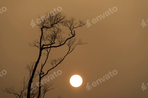 Preview: Alone tree sunset