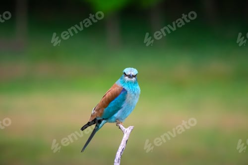 Preview: European roller (Coracias garrulus) bird.