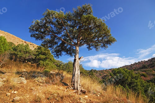 Preview: Pine tree grows on a rock in summer on stones