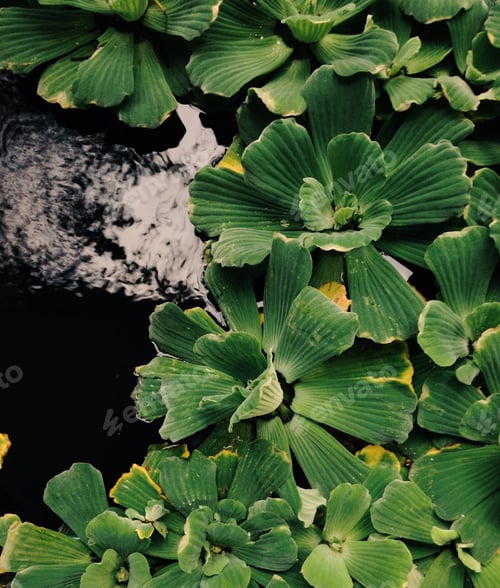 Preview: Nature background