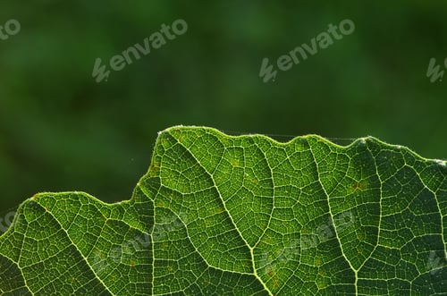 Preview: close up of green leaf