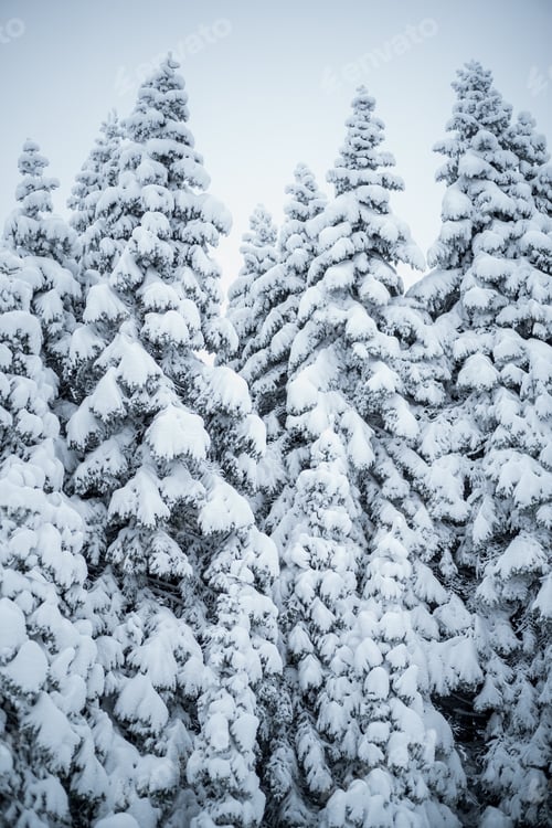 Preview: Snow covered coniferous trees