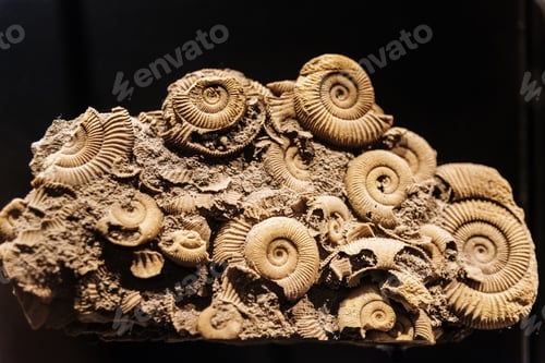 Preview: Reconstruction of an Ammonites Dactylioceras commune