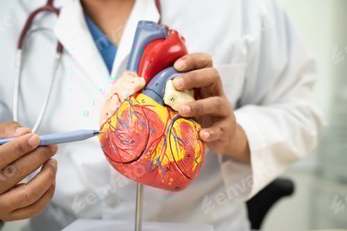 Preview: Cardiovascular disease CVD, Asian doctor holding human anatomy model for learn and treat heart