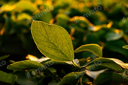 Preview: Closeup of green leaves of soybean plant