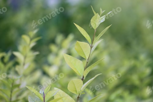 Preview: Greenery