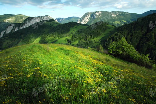 Preview: Green meadow, grassland in spring