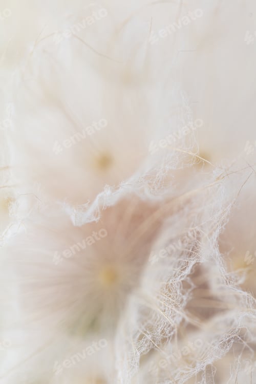 Preview: Abstract dandelion macro flower background. Seed macro closeup. Soft focus