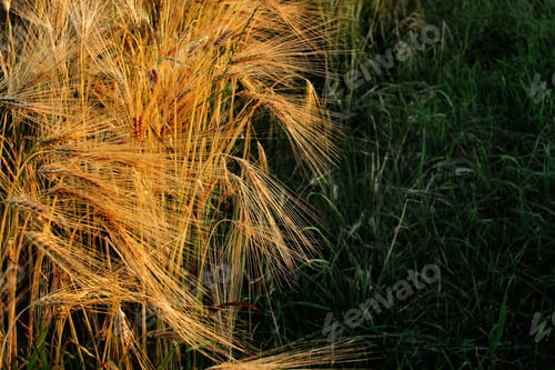 Preview: beautiful rye wheat field in amazing sunshine moment in summer evening