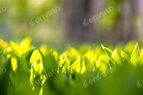 Preview: Closeup of green grass stems on summer lawn