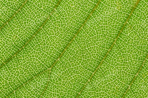 Preview: super macro of backlit green leaf showing the structures that make up the leaf