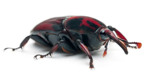 Preview: Male Red palm weevil, Rhynchophorus ferrugineus, 3 weeks old, in front of white background
