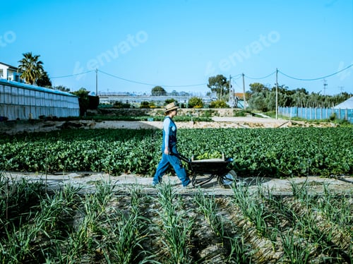 Visualização: Uma garota latina vestida com macacão azul empurra um carrinho de mão ao lado de uma horta.
