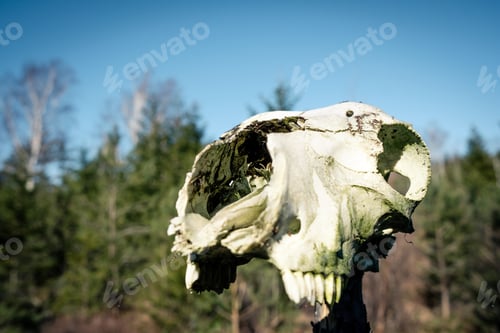 Preview: Skull from animal