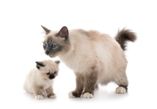 Preview: birman kitten and mother
