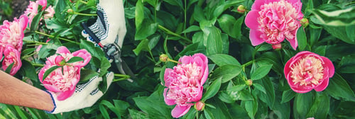 Preview: nature