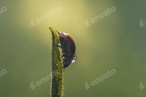 Preview: ladybug on leaf close up on green background