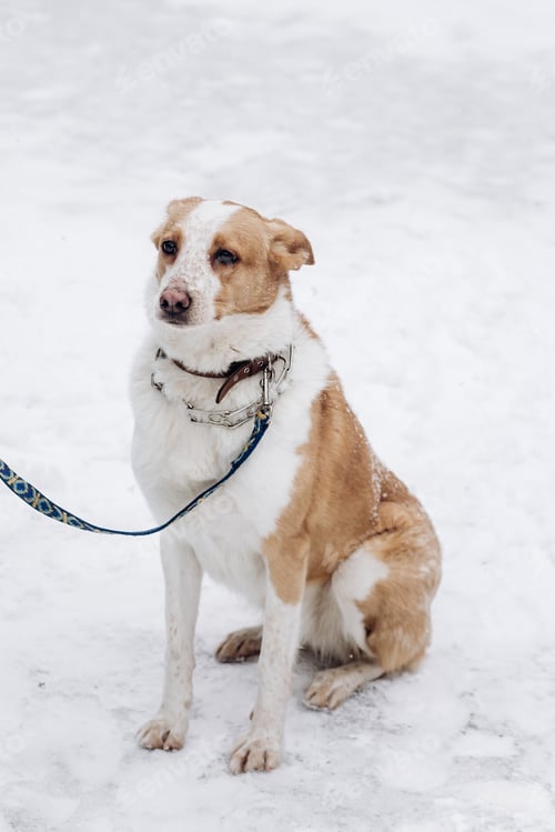 Preview: sweet beige dog sitting in snowy cold winter park
