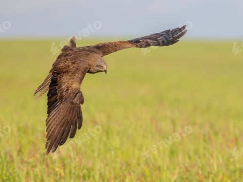 Preview: Black Kite flying on bright background