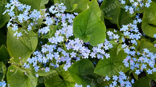 Preview: Small blue flowers of Forget-me-nots in spring park