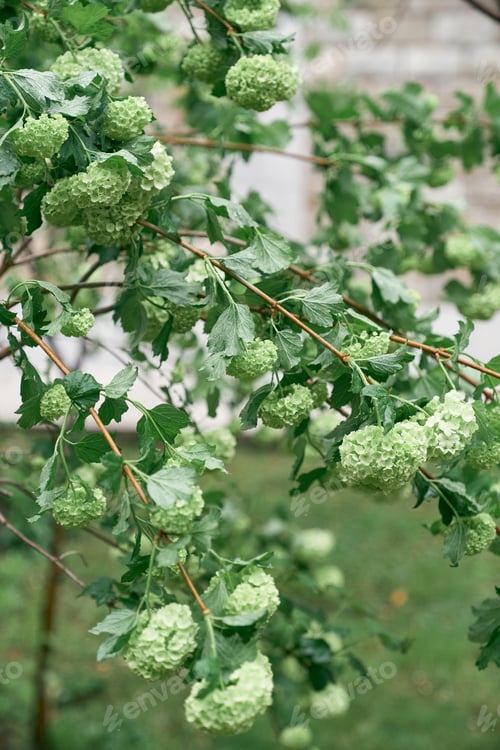 Preview: Blooming green hydrangea bush close up