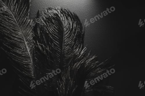 Preview: Roaring 1920s style. Ostrich feathers in spotlight. Black monochrome background