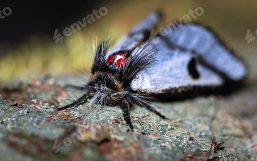 Preview: Hairy Moth Up Close in Tasmania