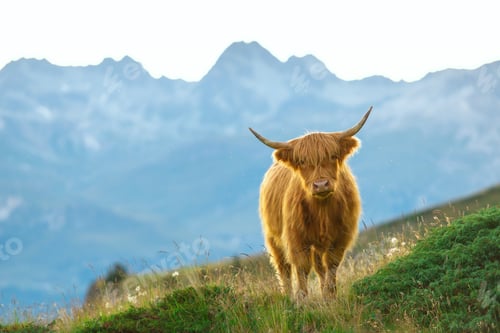 Preview: Highlander - Scottish cow On the Swiss Alps