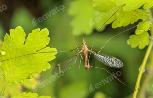 Preview: Mosquito rests
