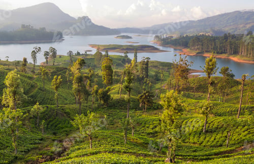 Preview: Lake on Sri Lanka