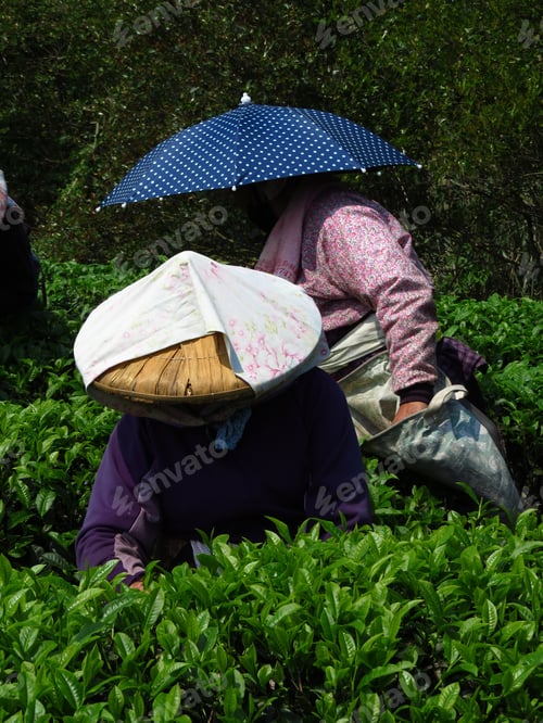 Preview: Vertical front view of two people working on the organic tea field with colorful clothes and hats