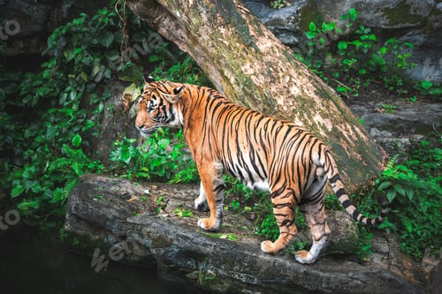 Preview: Amazing view from a tiger in among green trees in jungle