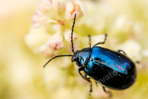 Preview: bug on a rhubarb flower