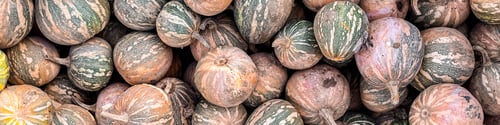 Preview: pumpkin fresh harvest plant varieties of pumpkin food outdoor copy space food background rustic top