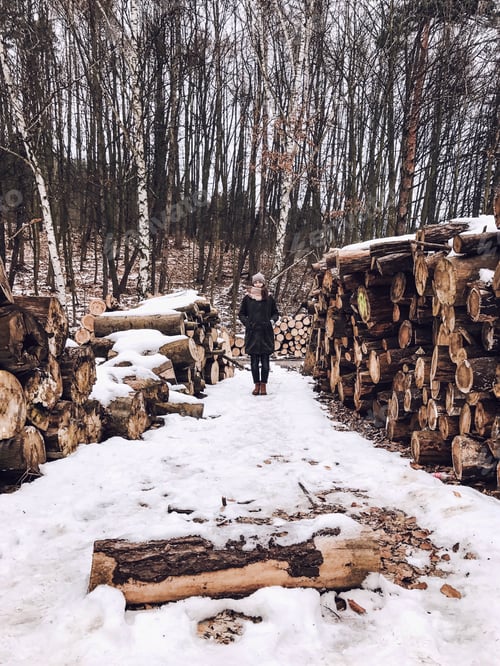 Preview: Forest winter