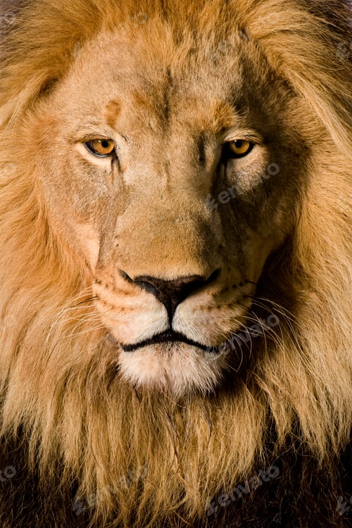Preview: Close-up on a Lion's head (4 and a half years) - Panthera leo