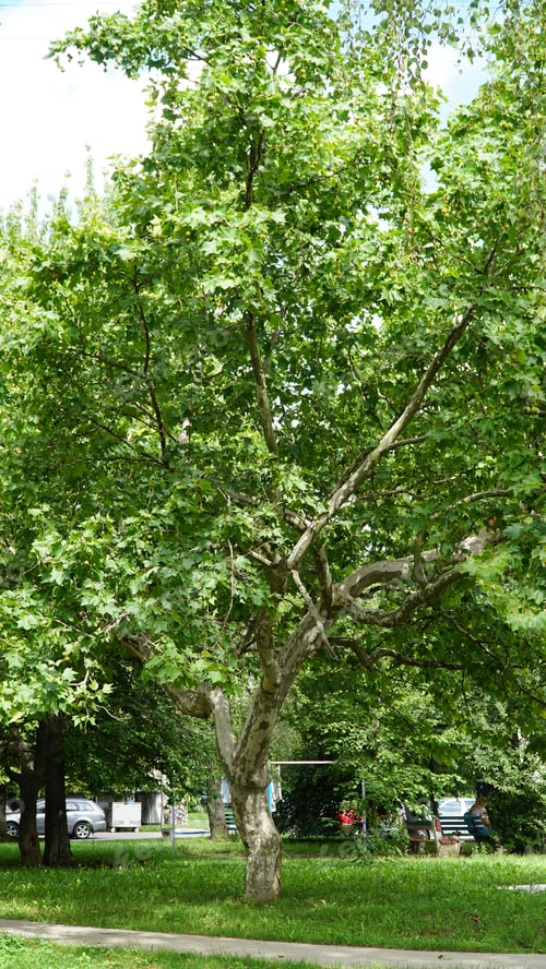 Preview: Platanus occidentalis. Branches of a sycamore tree. Platan Hispanica.