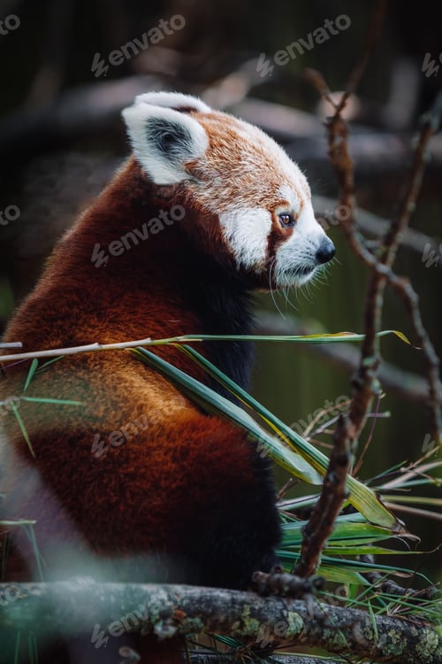 Preview: Vertical closeup of a red panda's profile. Ailurus fulgens.