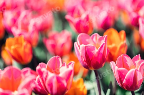 Preview: Tulip field flowers in bloom in spring