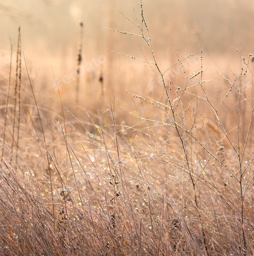 Preview: Winter sunrise over sparkling icy meadow