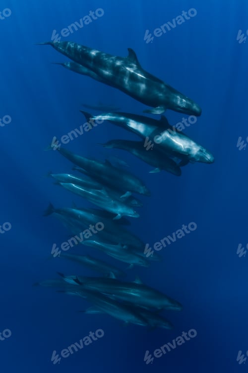 Preview: False killer whales